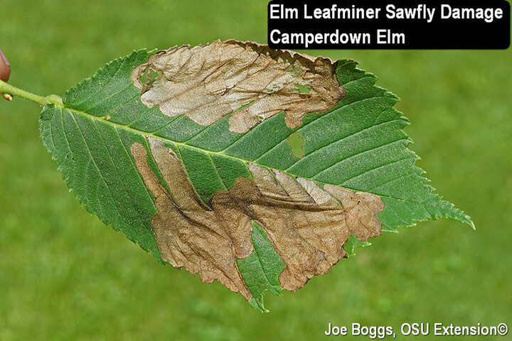 Elm Leafminer Sawfly Damage on leaf